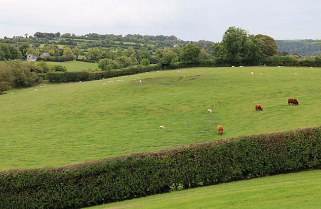 Even the theories of Newgrange by the cows in an adjacent field are as valid as those of the experts. Photograph ©2014 by Brian Cohen.