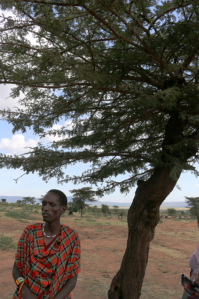 Our Maasai guide talks about this Acacia tree. Photograph ©2015 by Brian Cohen.
