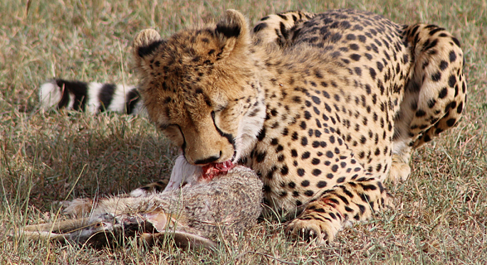 Cheetah safari Kenya