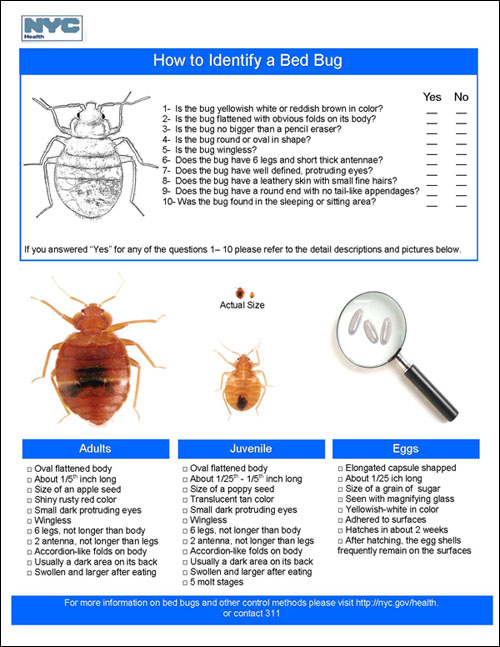 How to identify a bed bug