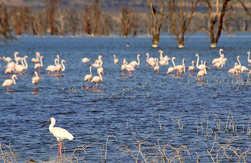Flamingos Lake Nakuru Safari