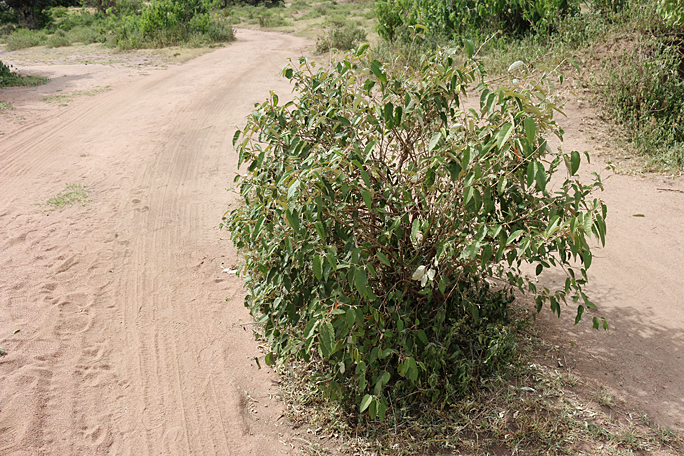 The leaves from this bush purport to protect you from mosquito bites, according to a Maasai guide. Photograph ©2015 by Brian Cohen.
