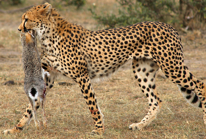 Cheetah safari Kenya