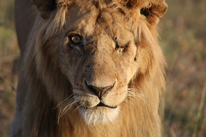 Lions safari Africa