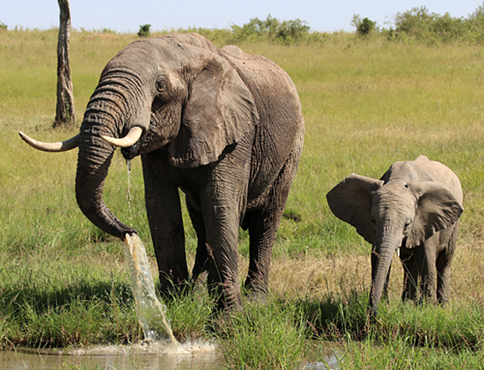 Elephants safari Kenya