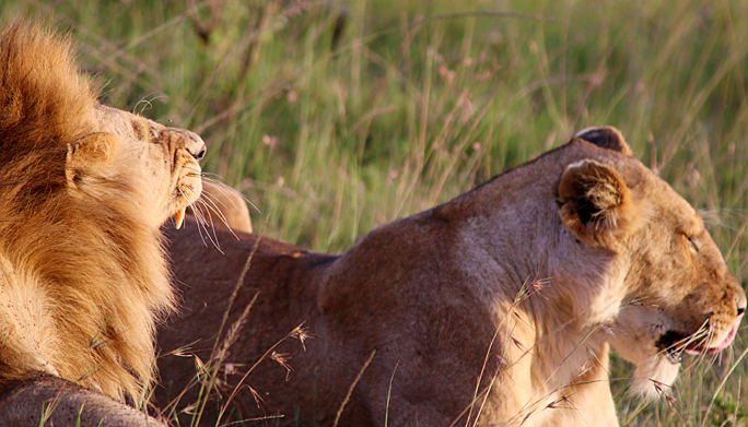Lions safari Kenya Africa