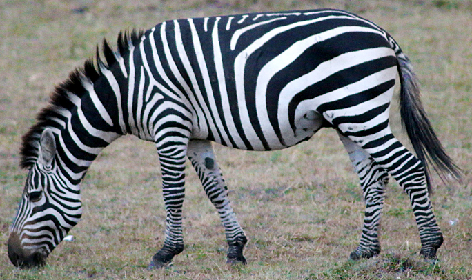 Zebra safari Kenya Africa