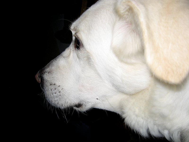 Sonny big white dog face