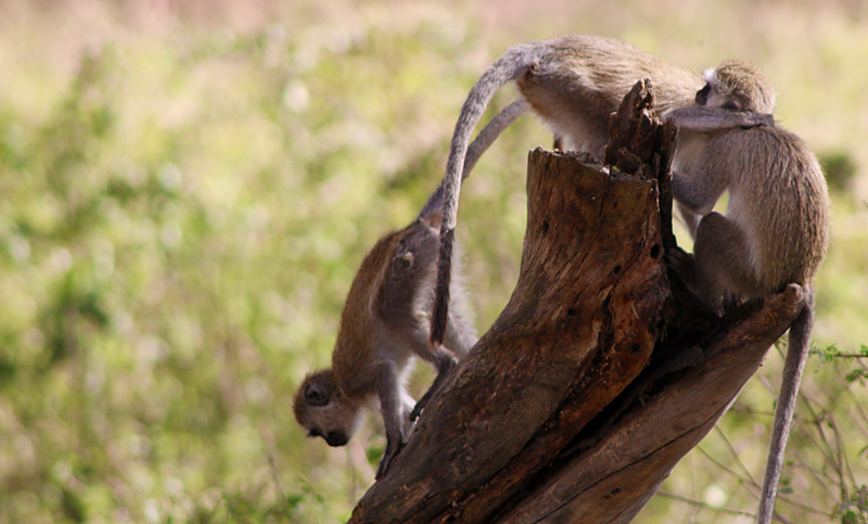Vervet monkey lake nakuru national park