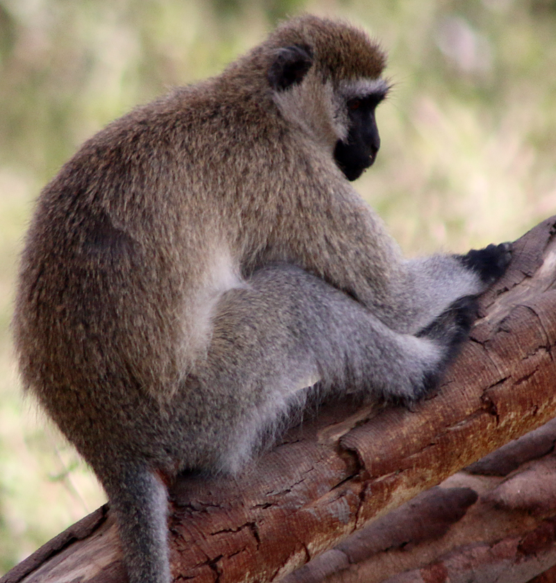 Vervet monkey lake nakuru national park