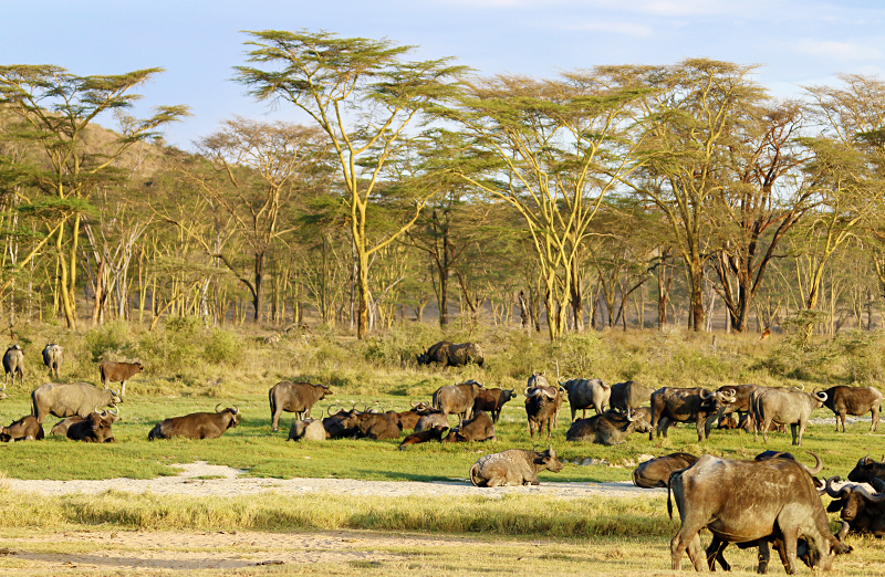 Black rhinoceros safari Kenya