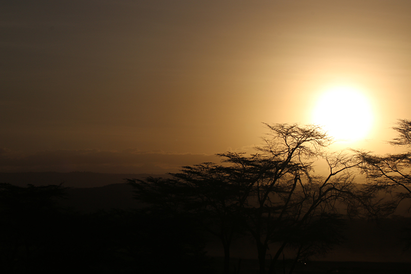 Sunset bare trees Kenya