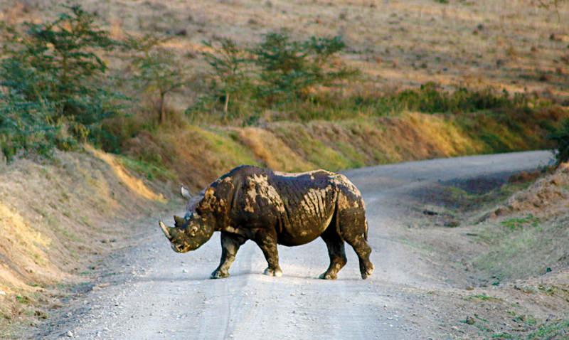 Black rhinoceros safari Kenya