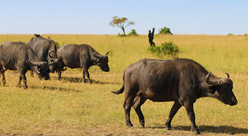 Cape buffalo Syncerus or African buffalo