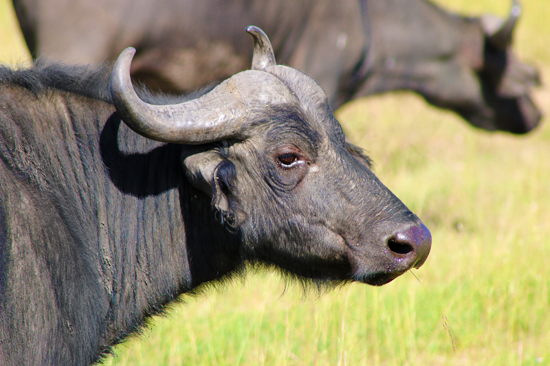Cape buffalo Syncerus or African buffalo