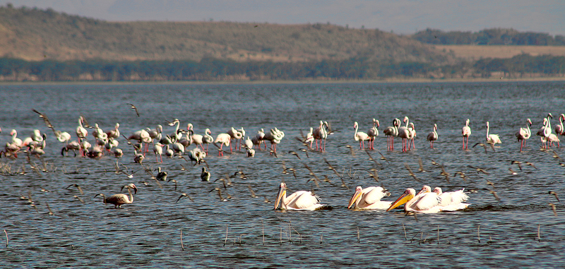 Flamingos Lake Nakuru Safari