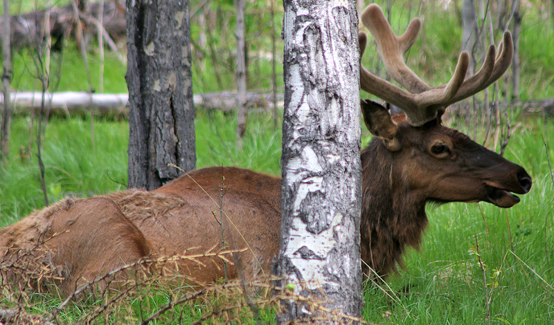 Elk Canada Rocky Mountains