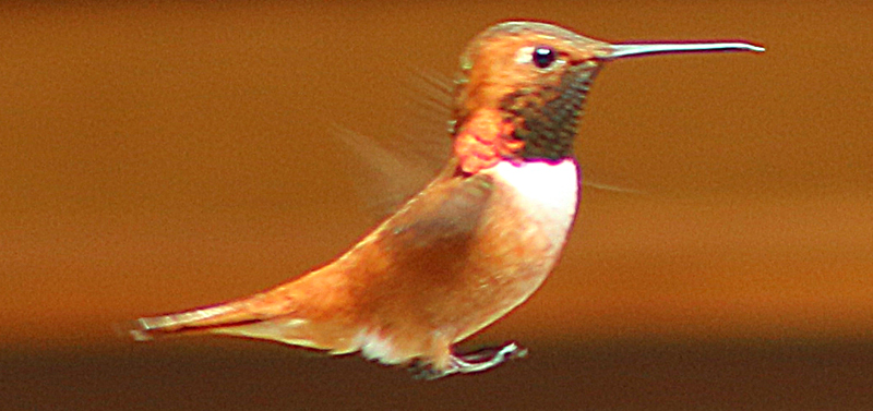 Mount Robson Lodge hummingbird