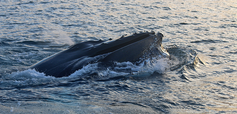Humpback whale Iceland