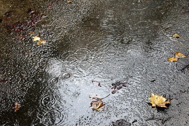 rain puddle leaves