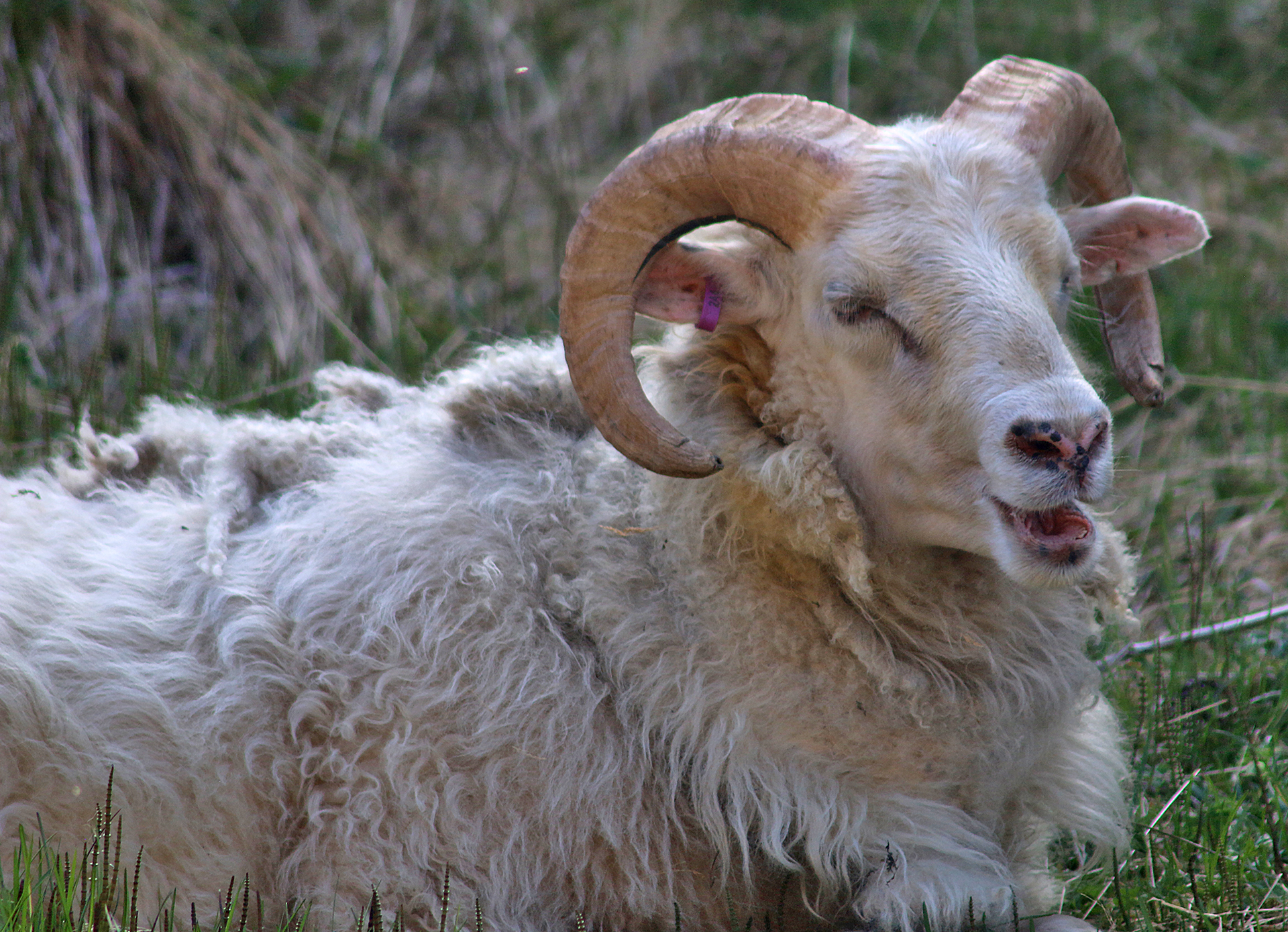 Sheep Iceland