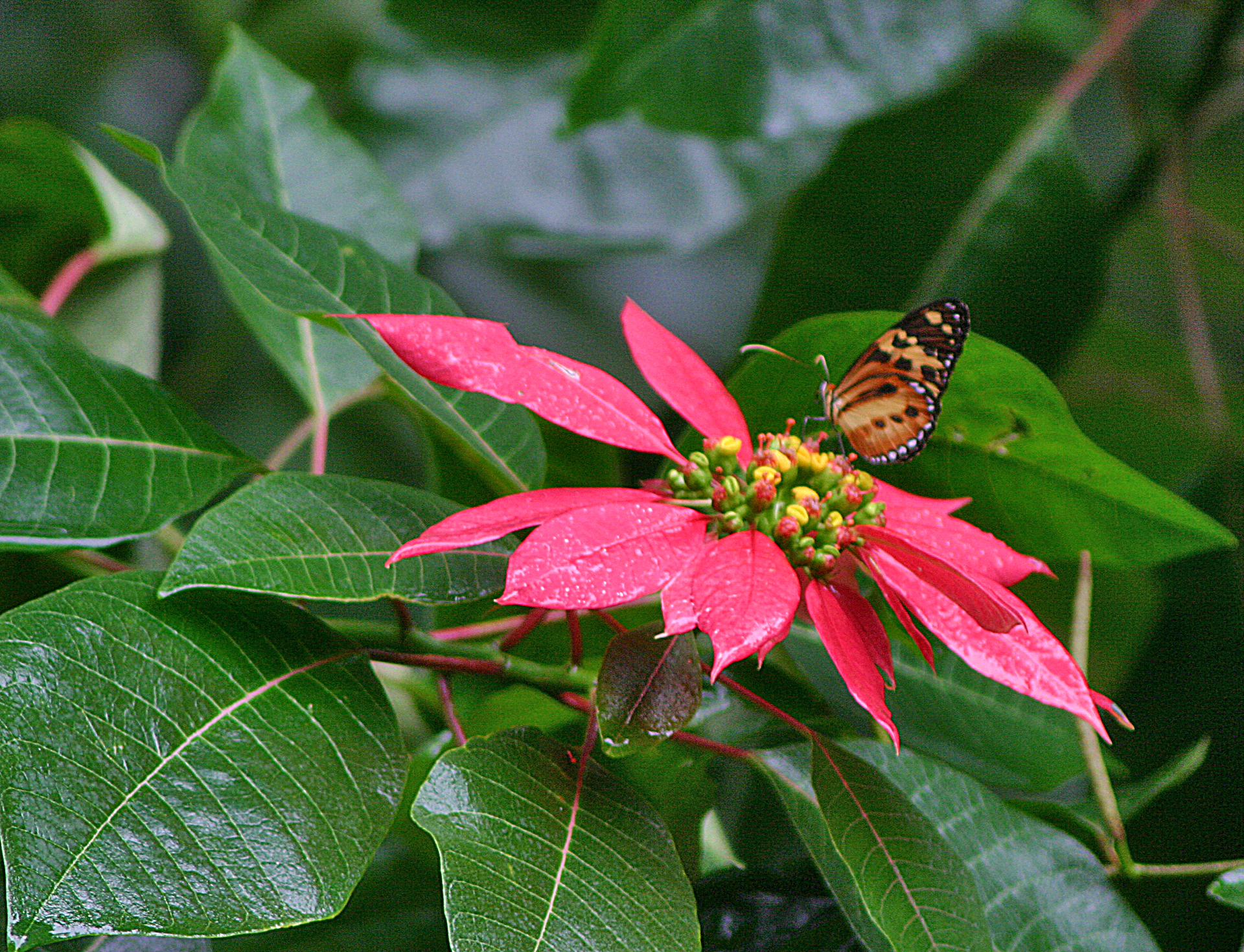 Butterfly Argentina Iguazu