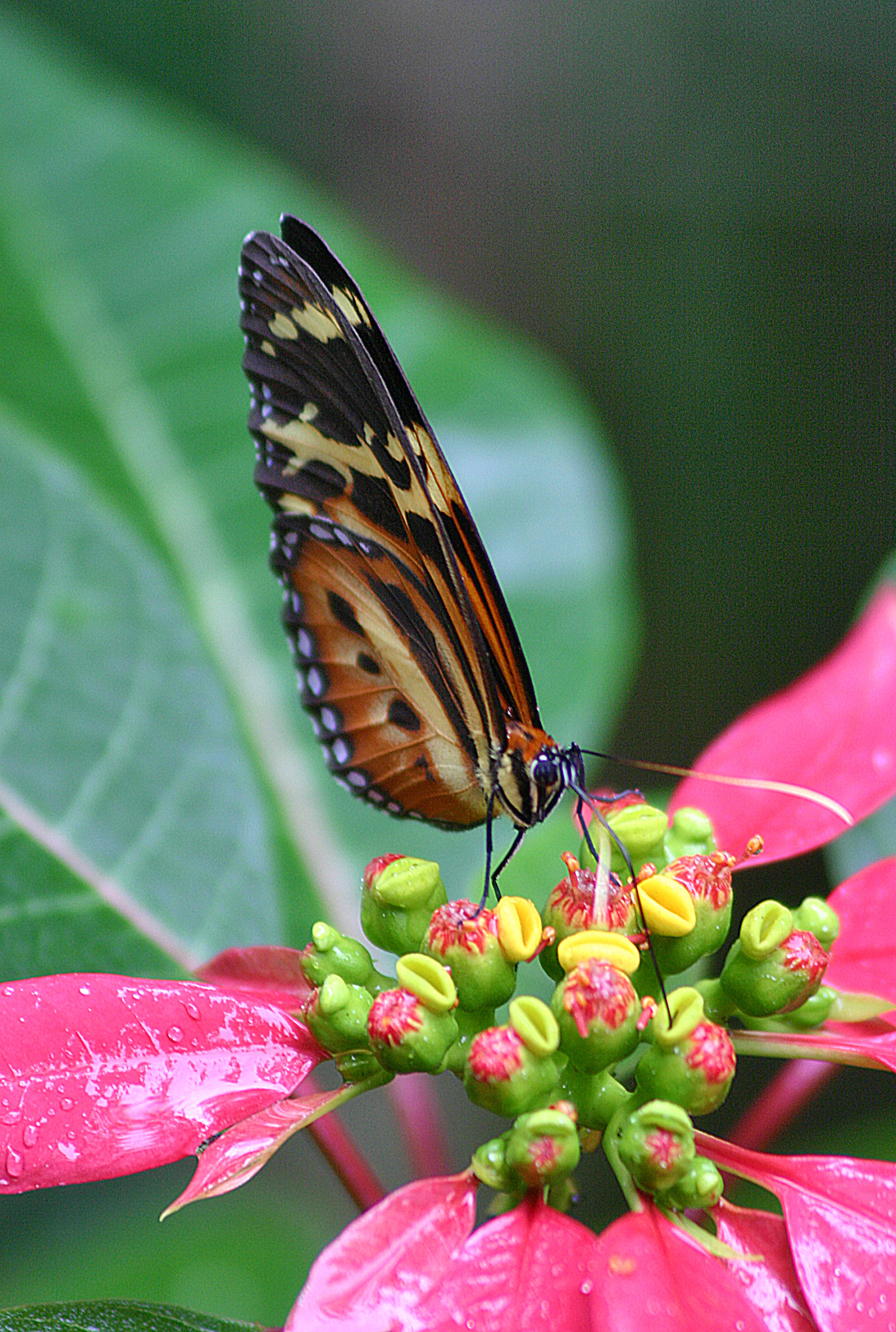 Butterfly Argentina Iguazu