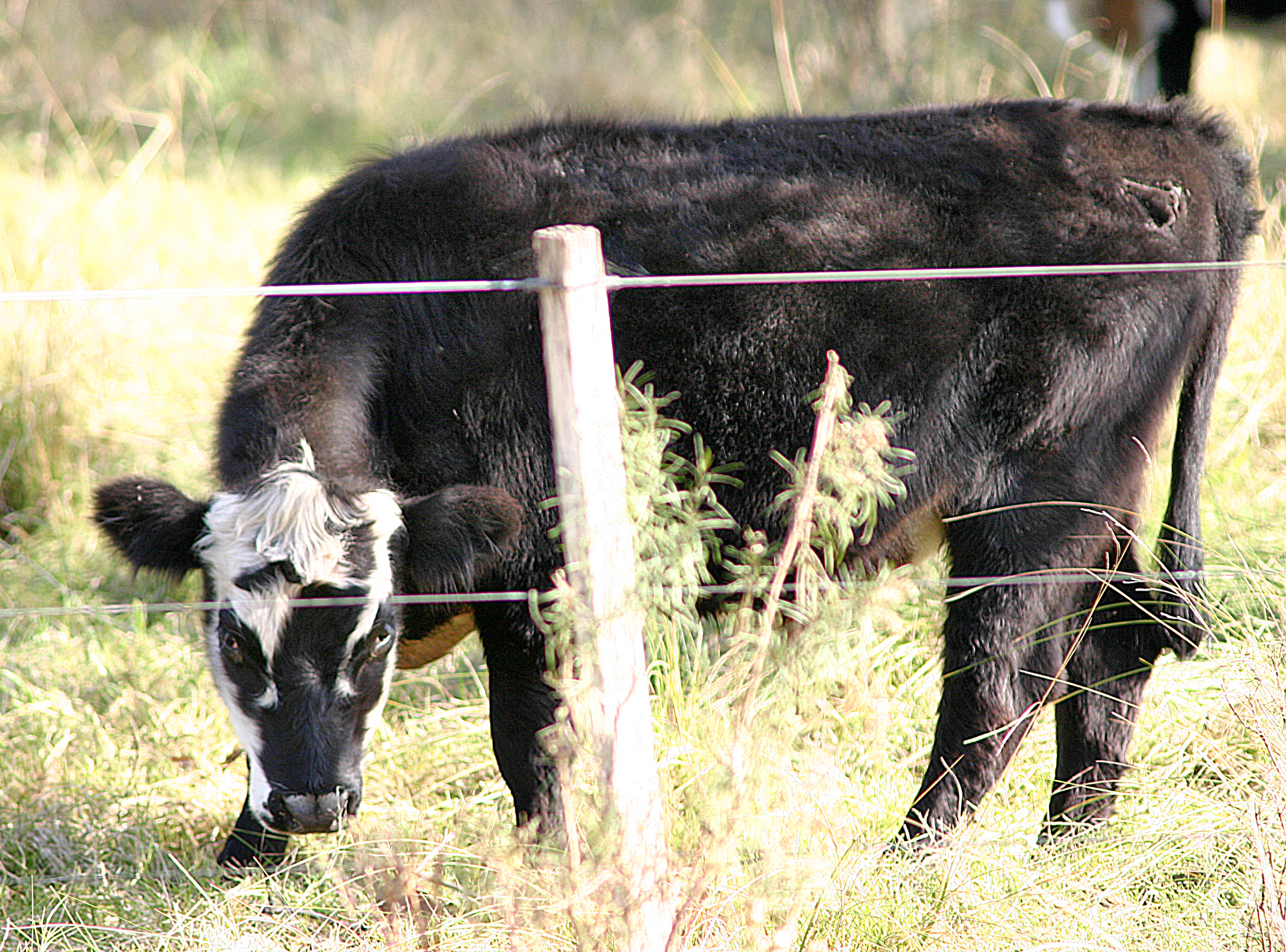 Cow Uruguay