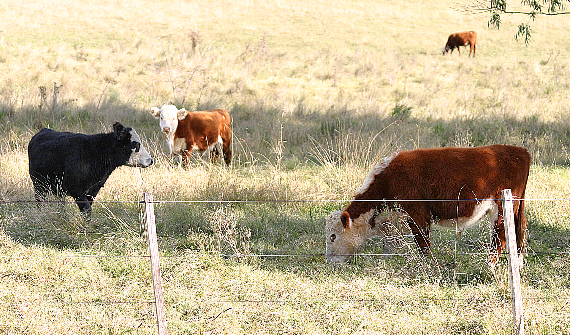 Cow Uruguay