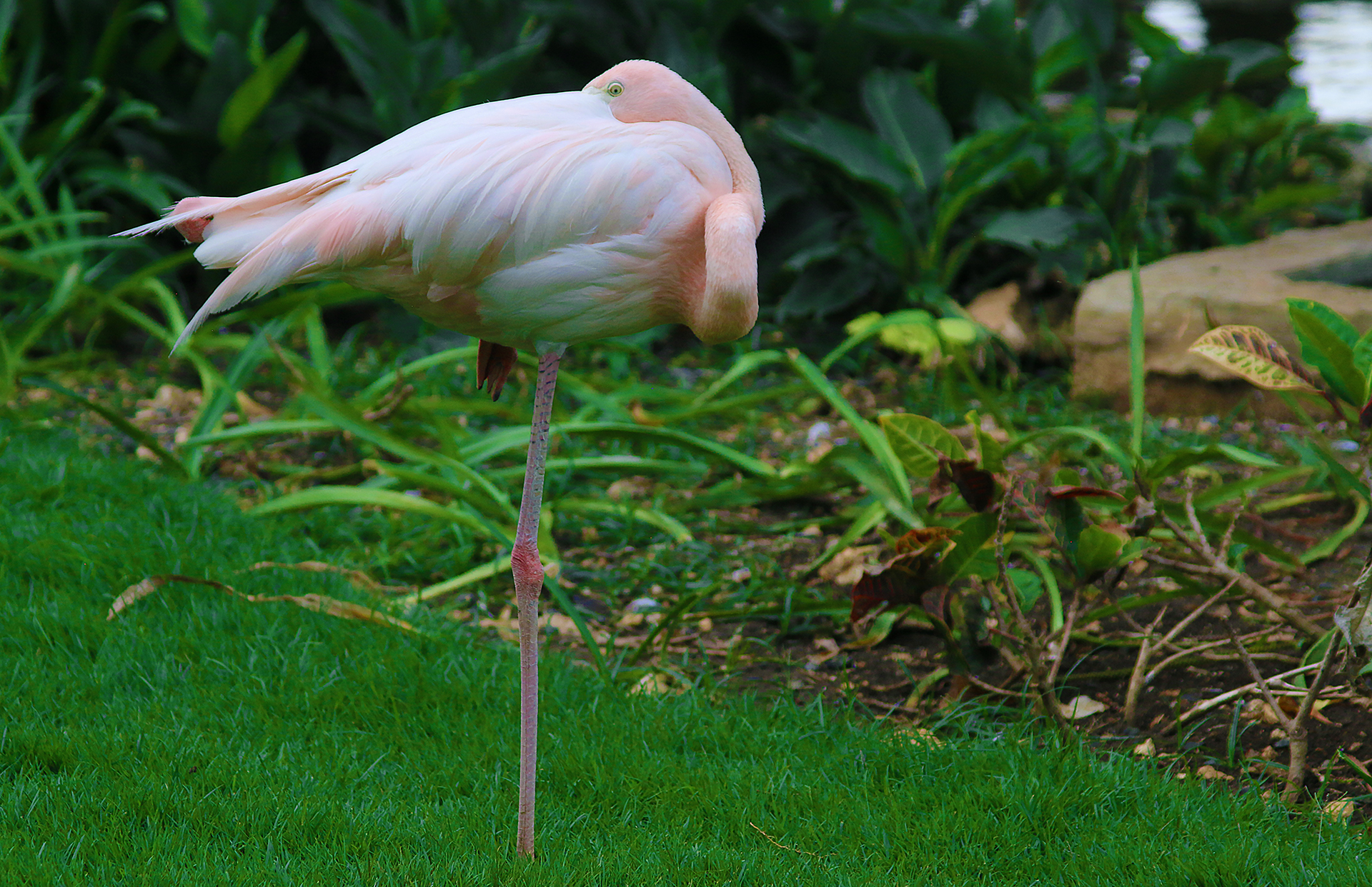 Flamingos Dominican Republic