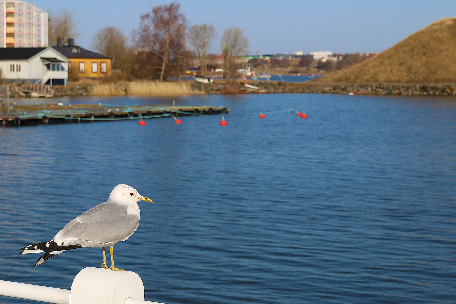 Seagulls Helsinki Finland
