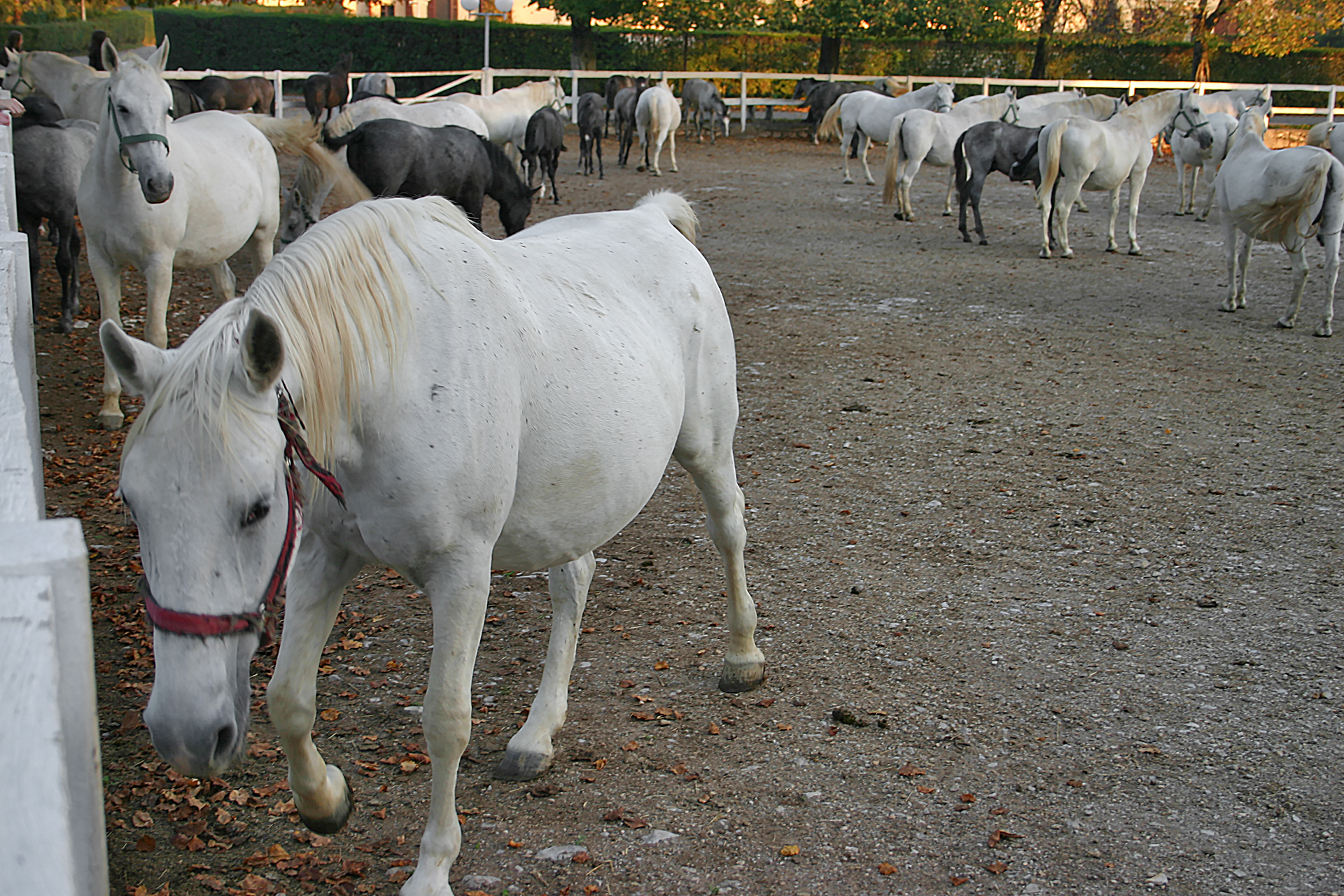 Ljubljana Slovenia horses