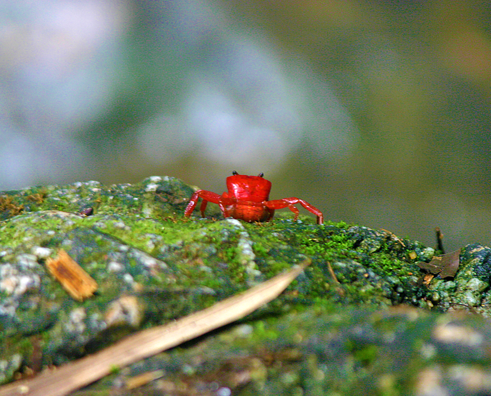 Red Land Crab Phuket Thailand