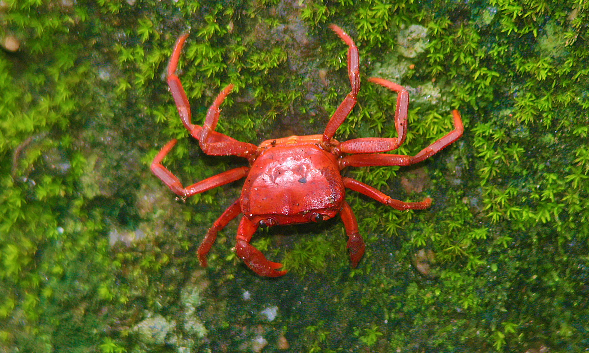 Red crab Phuket Thailand